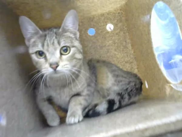 Pretty Girl - Domestic Shorthair