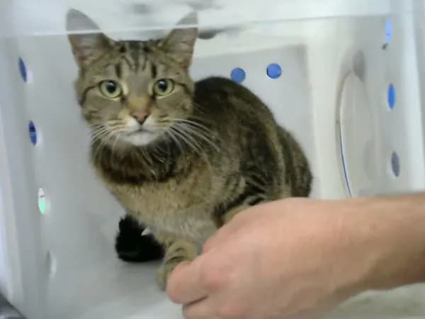 Maia - Domestic Shorthair mix