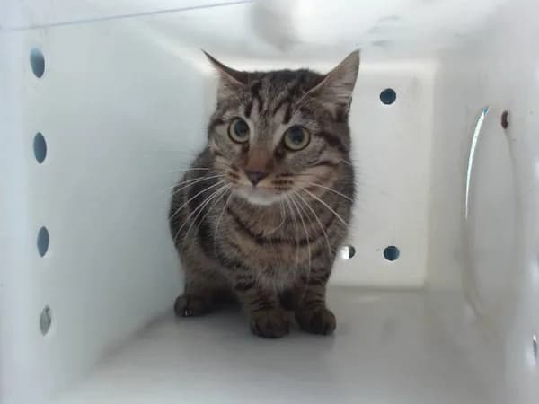 Chichi - Domestic Shorthair mix