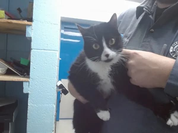 Cloe - Domestic Shorthair mix