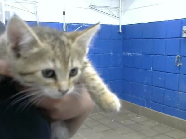 Quail - Domestic Shorthair