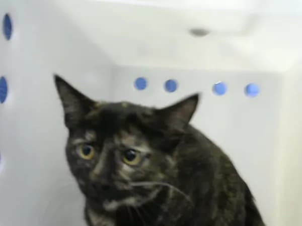 Star - Domestic Shorthair