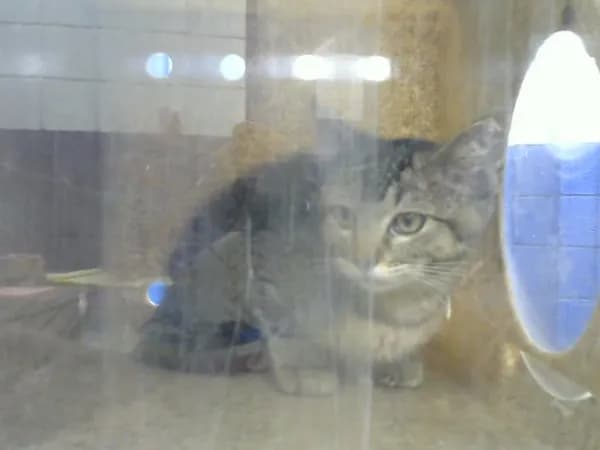 Meow - Domestic Shorthair mix