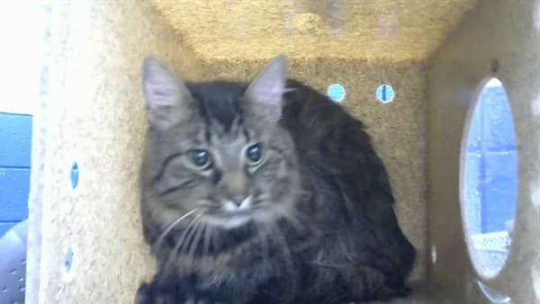 Luois - Domestic Shorthair mix