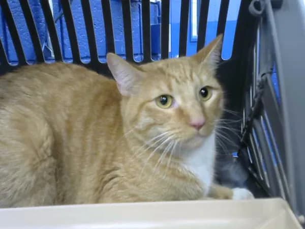 Julius - Domestic Shorthair