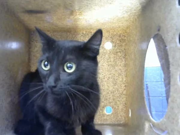 Jello-o - Domestic Shorthair