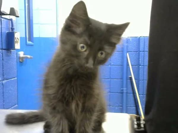 Lunch Box - Domestic Shorthair