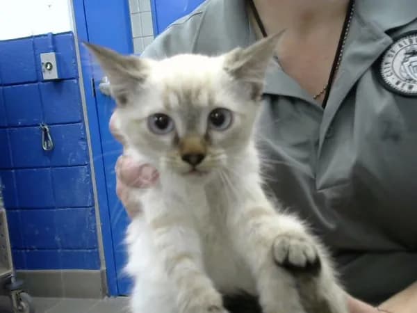 Dipper - Domestic Shorthair
