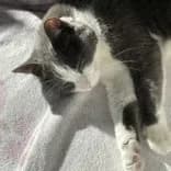 Maizy - photo 1