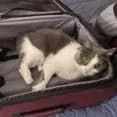 Maizy - thumbnail 2