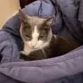 Maizy - thumbnail 6