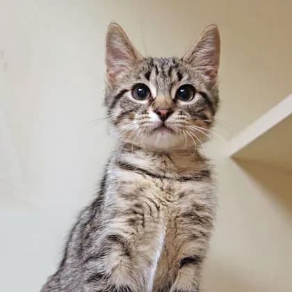 Toge - Domestic Shorthair / Mix