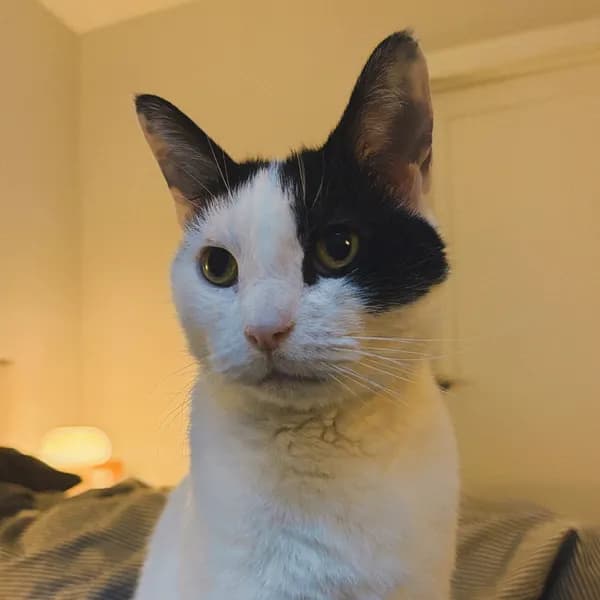 Oscar - Domestic Shorthair / Mix