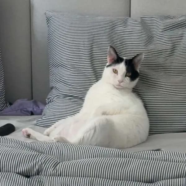 Oscar - thumbnail 2