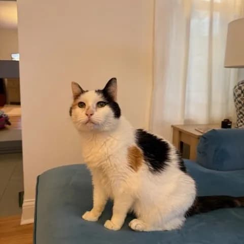 Darla - Domestic Shorthair / Mix