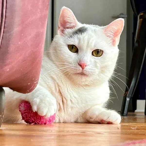 Kitty - photo 1