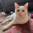 Kitty - thumbnail 2