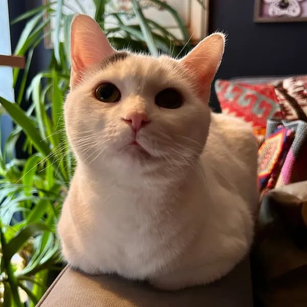Kitty - thumbnail 3