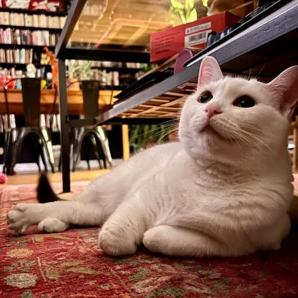 Kitty - thumbnail 5