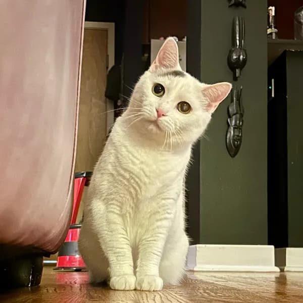 Kitty - thumbnail 7