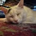 Kitty - thumbnail 8