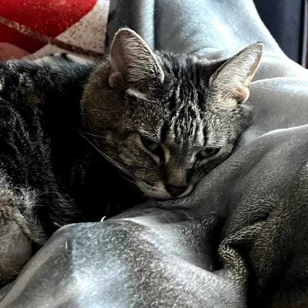 Ella - Domestic Shorthair / Mix