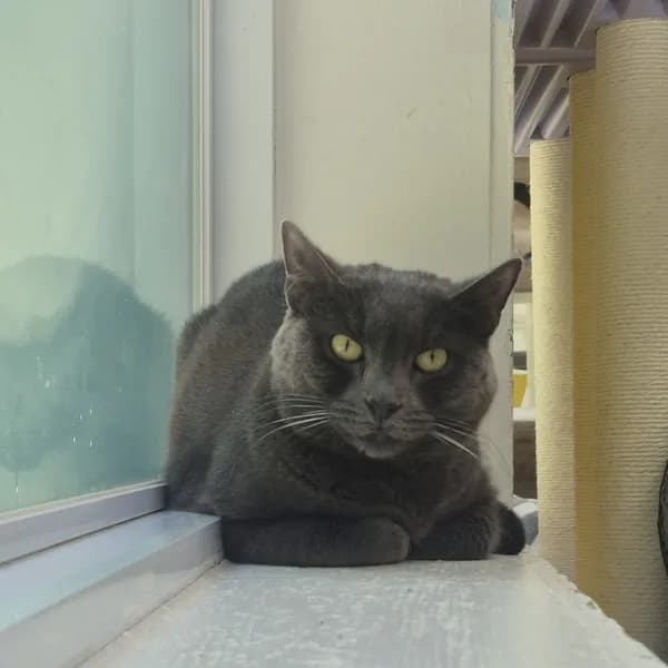 Lilah - thumbnail 5