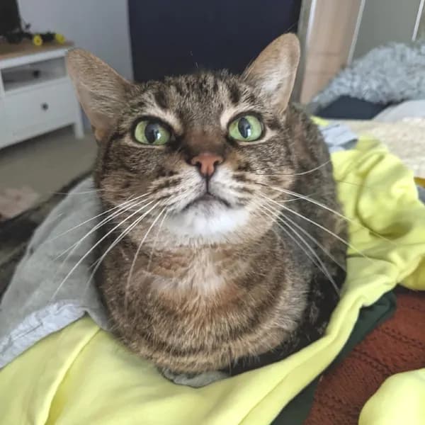 Pat - Domestic Shorthair