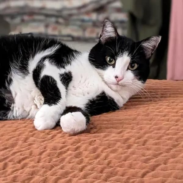 Wheat - Domestic Medium Hair