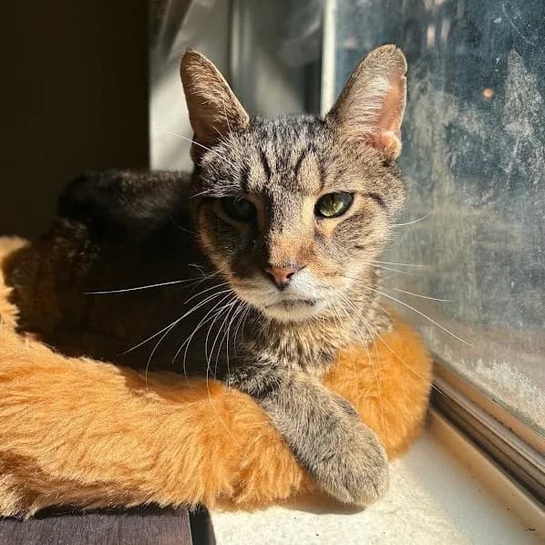 Mosey - Domestic Shorthair