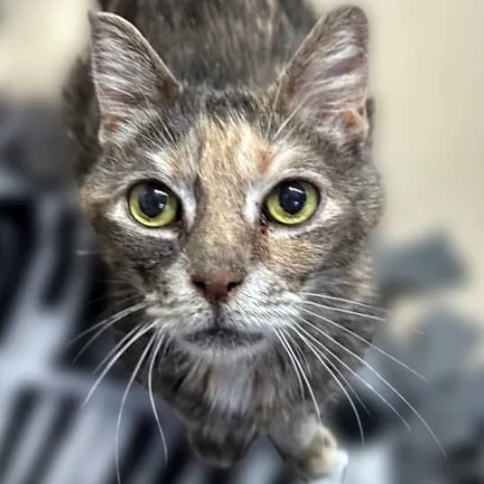 Ozzette 22 - Domestic Shorthair