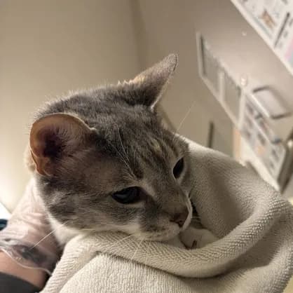 Patches - Domestic Medium Hair / Mix