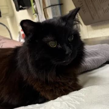 Clemintine - Domestic Longhair / Mix