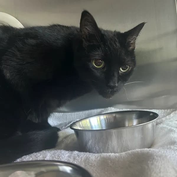 Bess - Domestic Shorthair / Mix