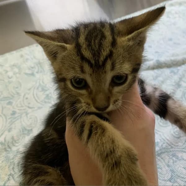 Baby Tiger - thumbnail 5