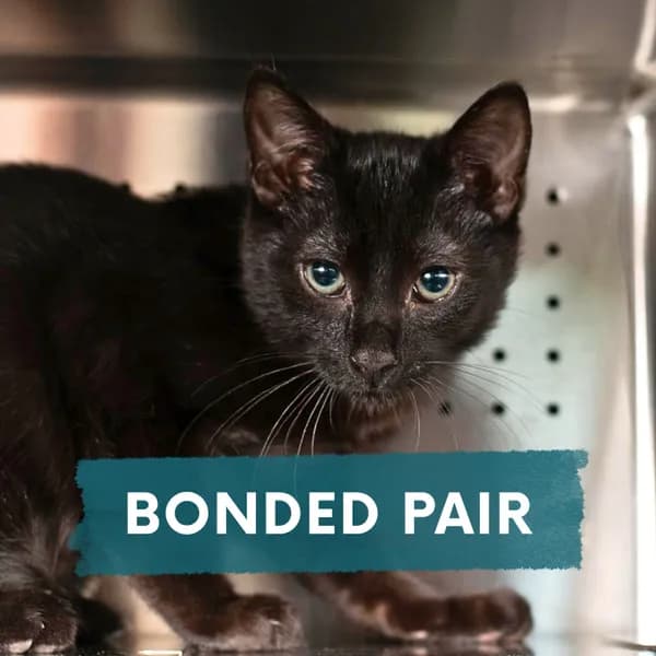 Boo - Domestic Shorthair