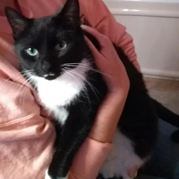 Lucy - Domestic Shorthair