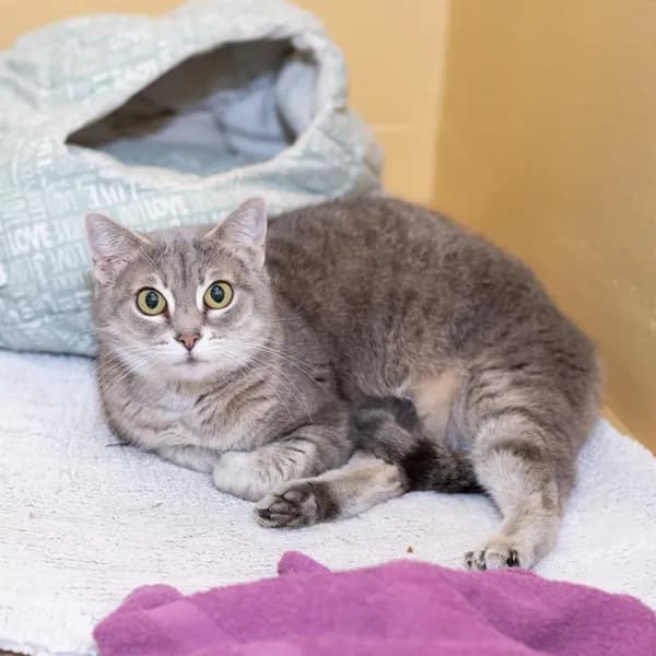 Ashlee - Domestic Shorthair
