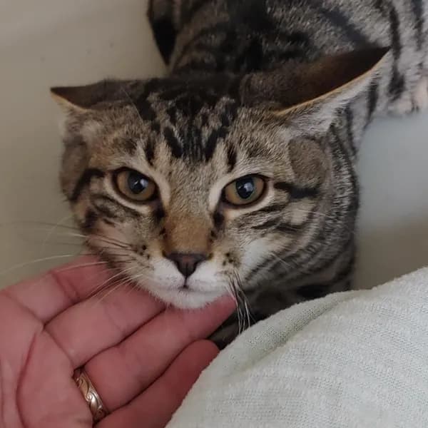Tiger - thumbnail 3