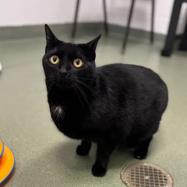 Rumpus - Domestic Shorthair