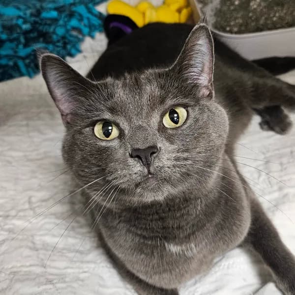 Esme - Domestic Shorthair