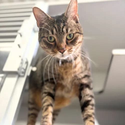 Rajah - Domestic Mediumhair