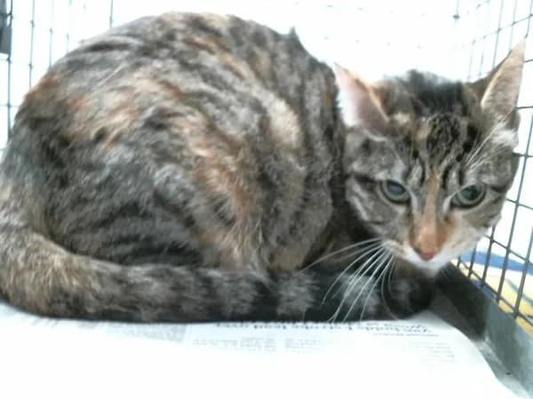 Sissy - Domestic Mediumhair mix