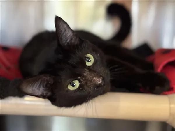 Sirena - Domestic Shorthair mix