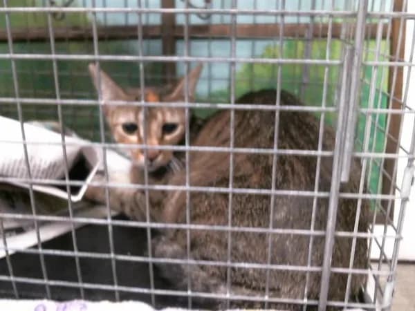 Mandy - Domestic Shorthair mix