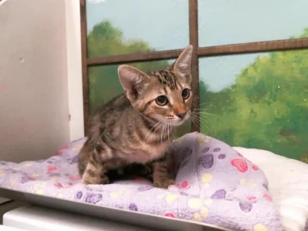 Rosey Rose - Domestic Shorthair mix