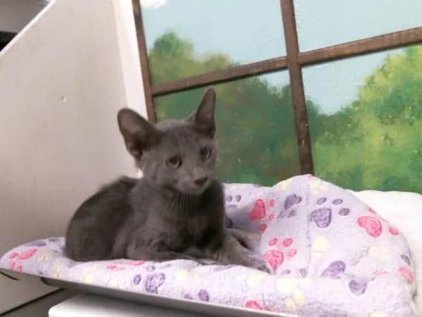 Bobby Gray - Domestic Shorthair mix