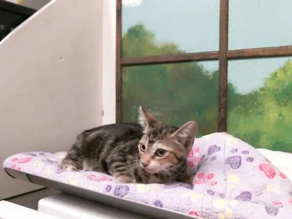 Silkie - Domestic Shorthair mix