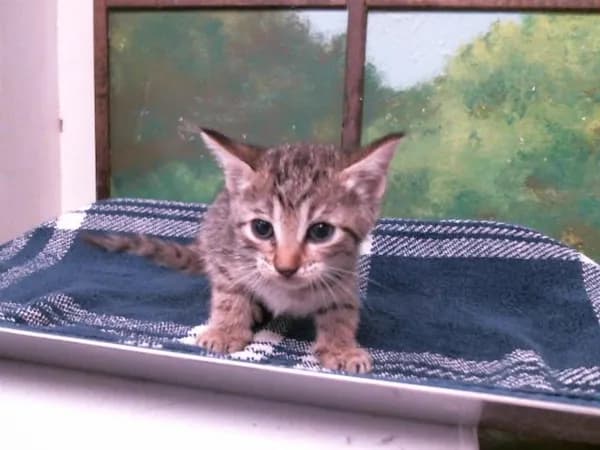 Naan - Domestic Shorthair mix