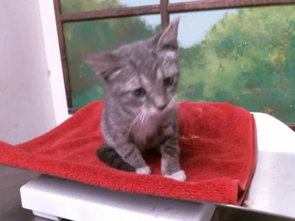 Charcoal - Domestic Shorthair mix
